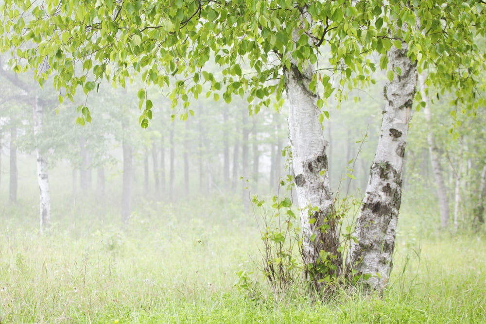 Birch trees in fogThunder bay ontario canada Canvas Art - Susan Dykstra Design Pics (38 x 24)