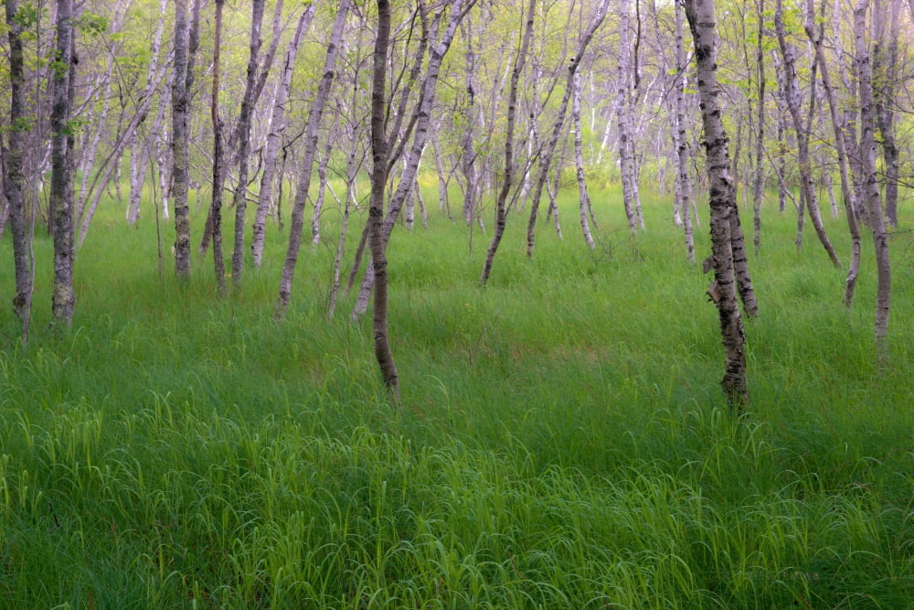Birch trees in the Great Meadow Acadia National Park Maine USA Canvas Art - Panoramic Images (27 x 9)