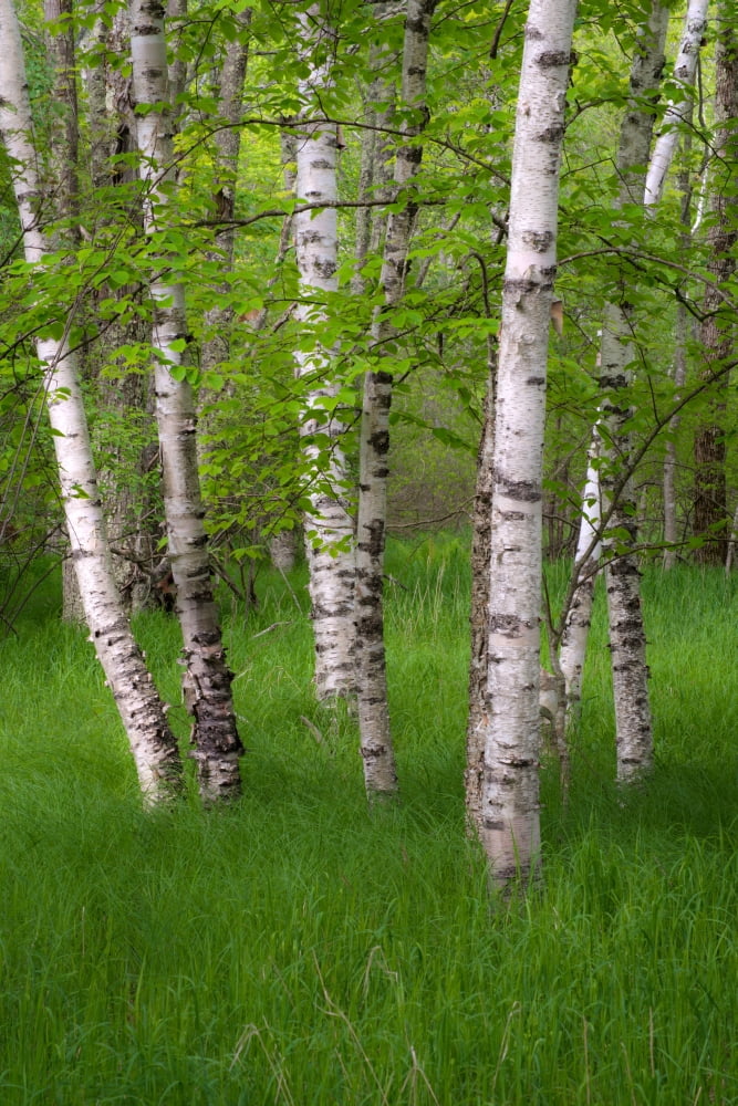Birch trees in the Great Meadow Acadia National Park Maine USA Canvas Art - Panoramic Images (36 x 12)