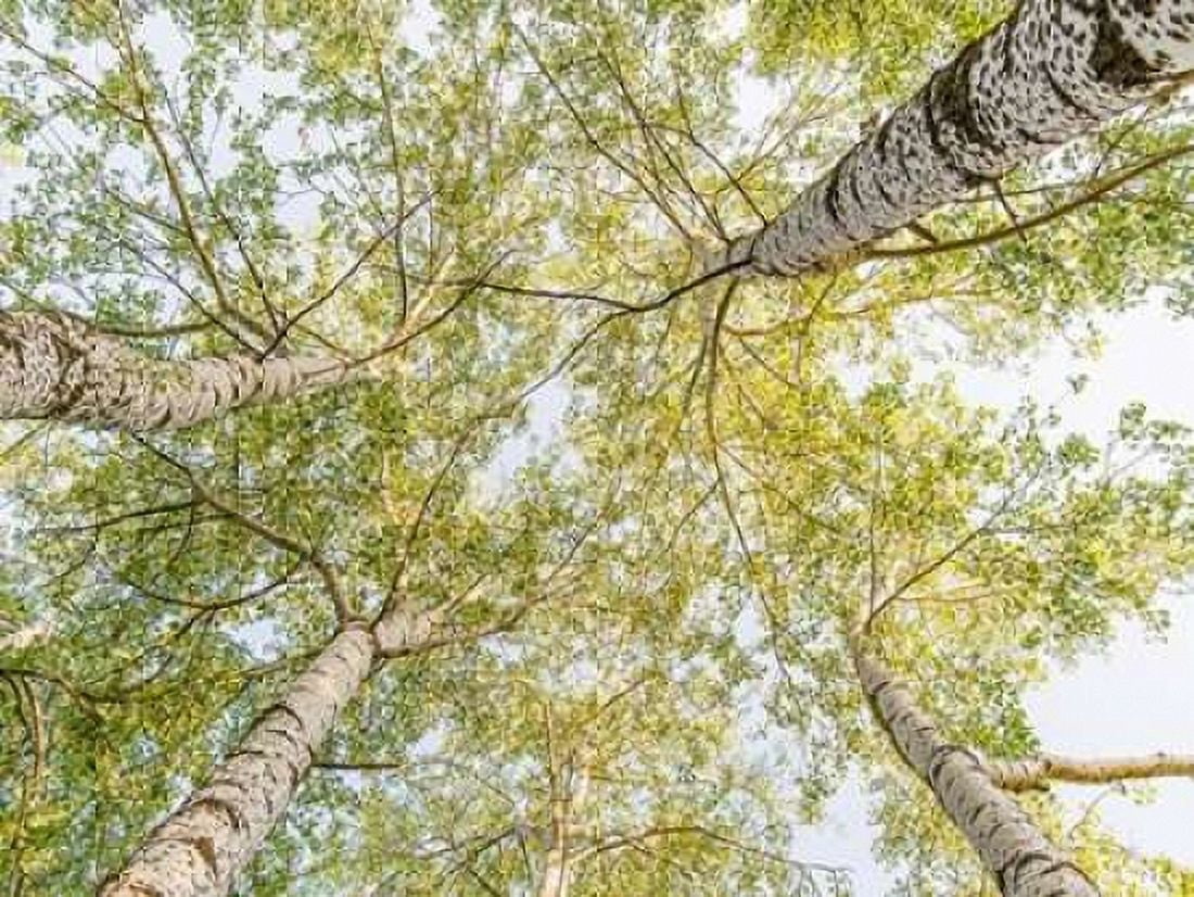 Birch woods in spring Canvas Art - Pangea Images (22 x 28)