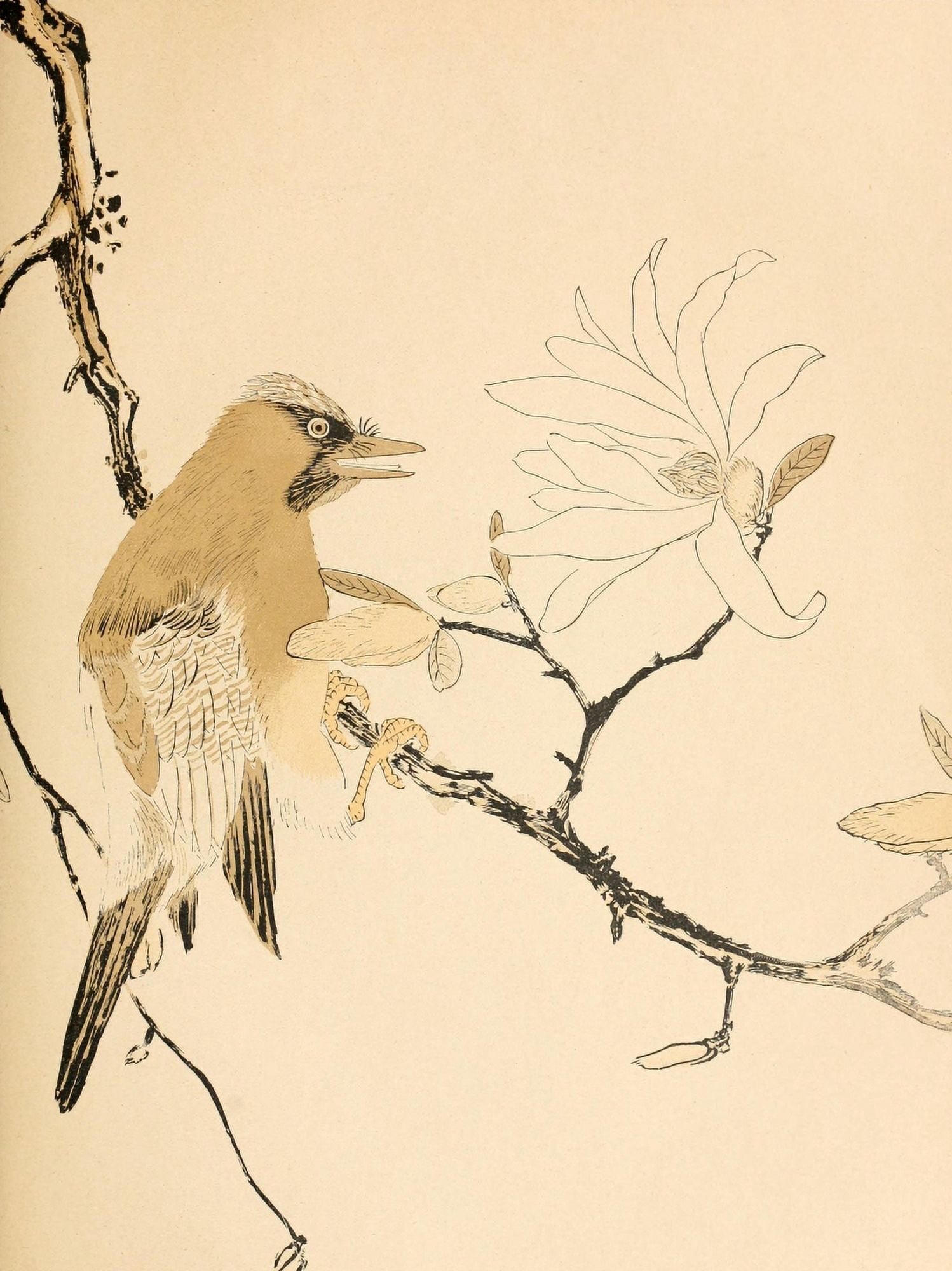Bird Artistic Japan 1891 Canvas Art - Unknown (24 x 36)