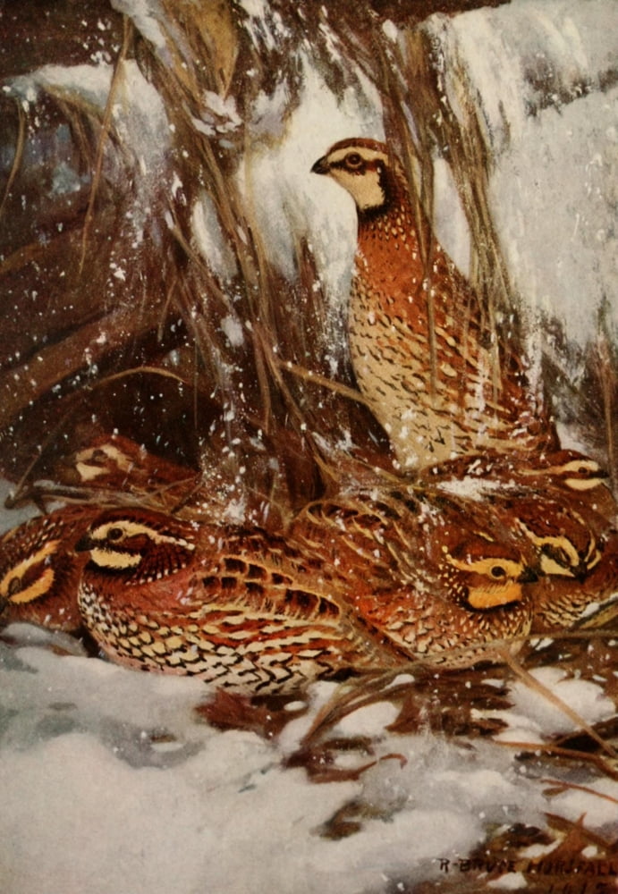 Bird Biographies 1923 Bob-White Canvas Art - Robert Bruce Horsfall (24 x 36)