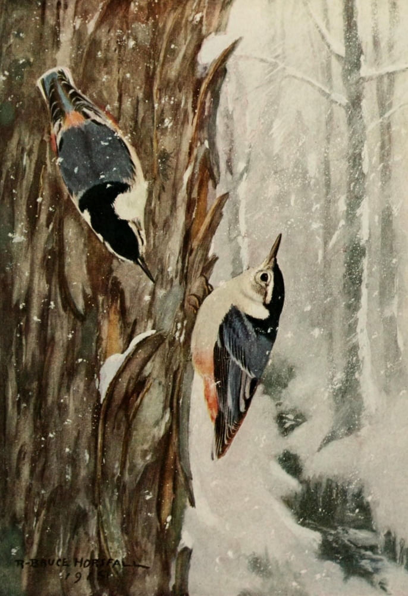 Bird Biographies 1923 Nuthatch Canvas Art - Robert Bruce Horsfall (18 x 24)