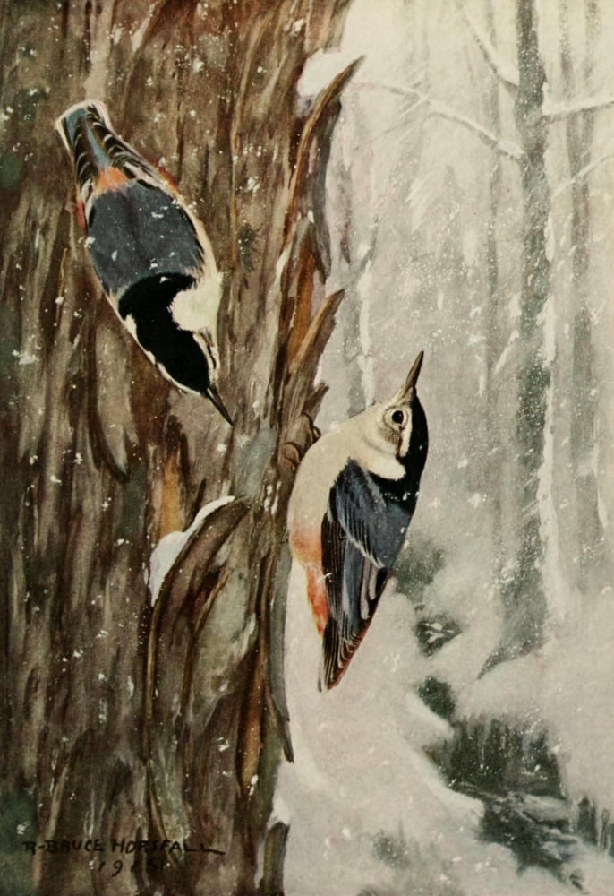 Bird Biographies 1923 Nuthatch Canvas Art - Robert Bruce Horsfall (24 x 36)