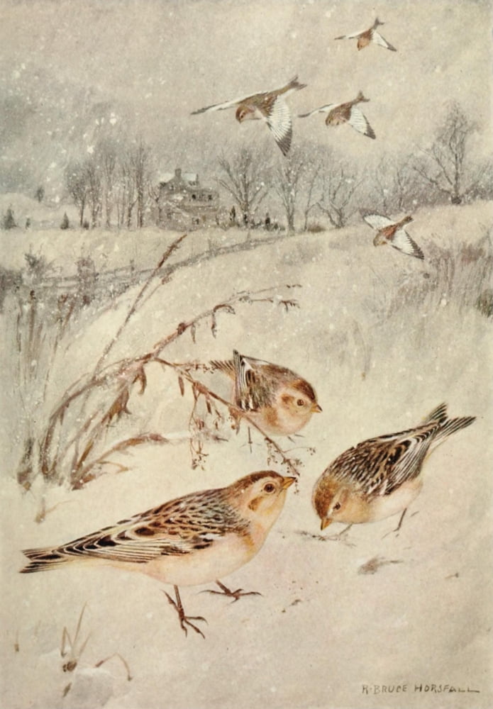 Bird Biographies 1923 Snowflake Canvas Art - Robert Bruce Horsfall (18 x 24)