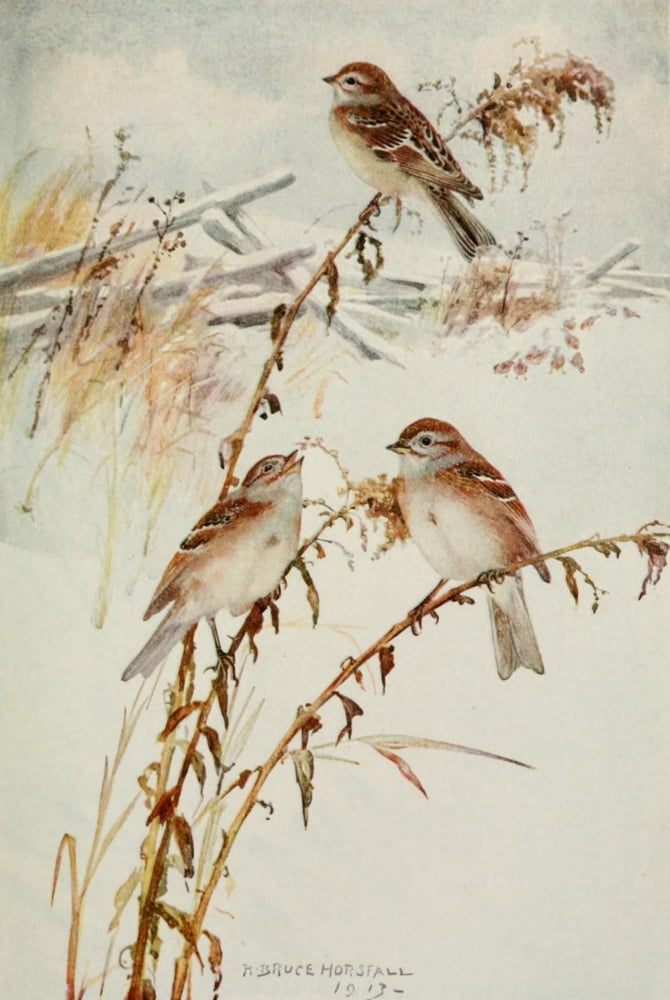 Bird Biographies 1923 Tree Sparrow Canvas Art - Robert Bruce Horsfall (18 x 24)