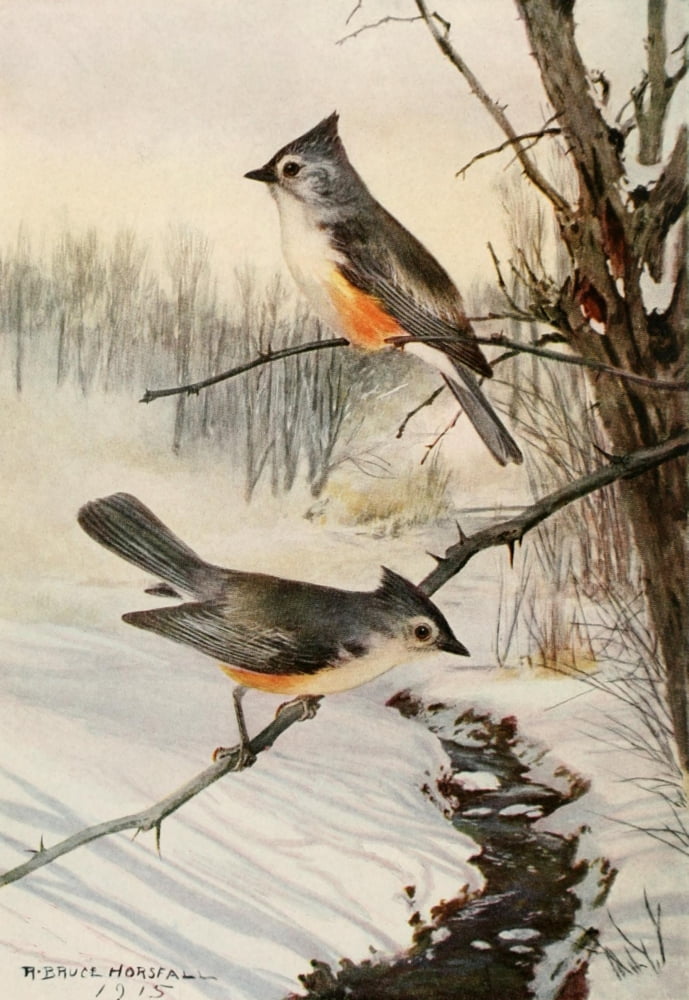 Bird Biographies 1923 Tufted Titmouse Canvas Art - Robert Bruce Horsfall (24 x 36)