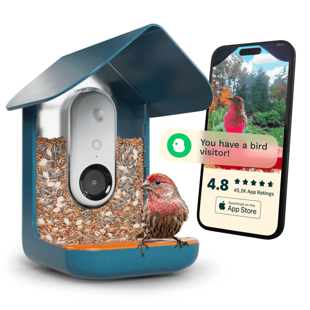 Blue Smart Bird Feeder with Camera and AI Identification