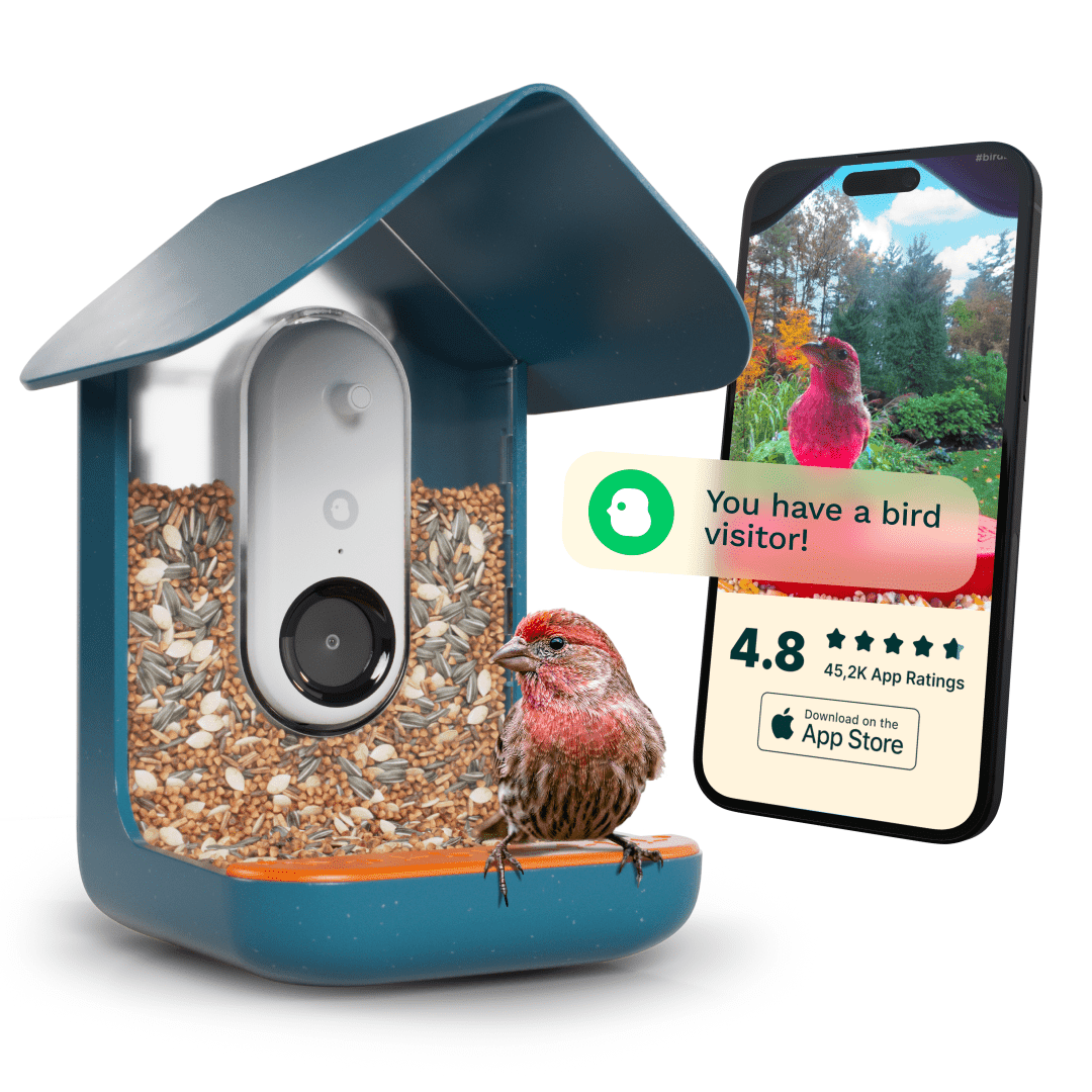 Blue Smart Bird Feeder with Camera and AI Identification