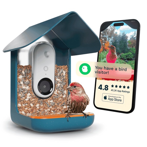 Bird Buddy Non-Solar Smart Bird Feeder with Camera and AI Bird Species Identification, Blue