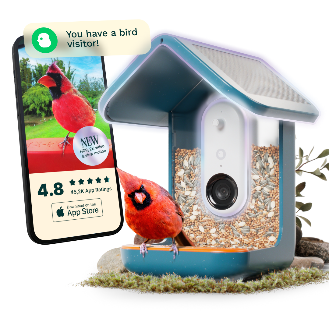 Blue Solar-Powered Smart Bird Feeder with Camera and Glass Enclosure