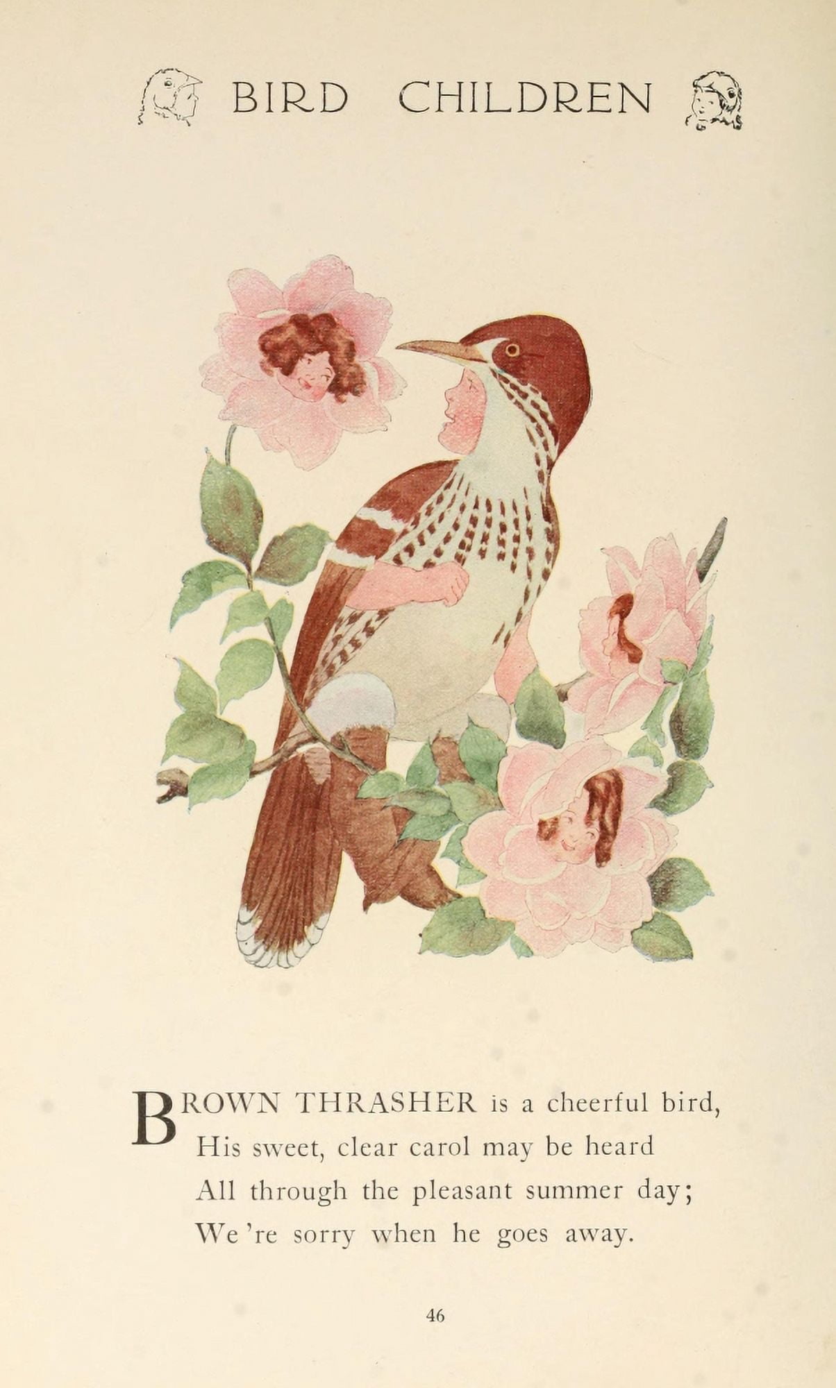 Bird Children 1912 Brown Thrasher Canvas Art - MT Ross (18 x 24)