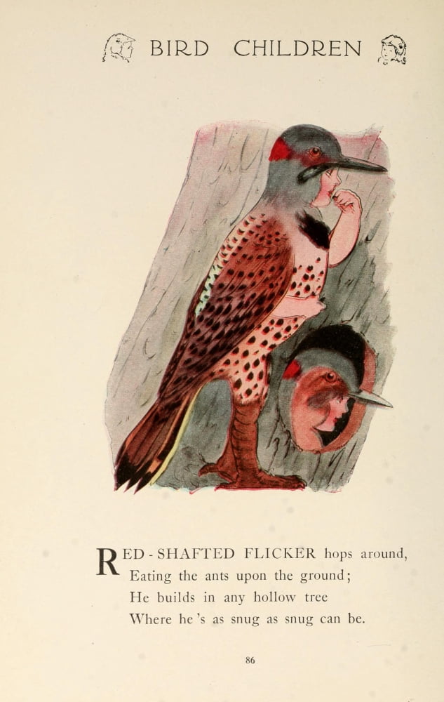 Bird Children 1912 Red-shafted Flicker Canvas Art - MT Ross (24 x 36)