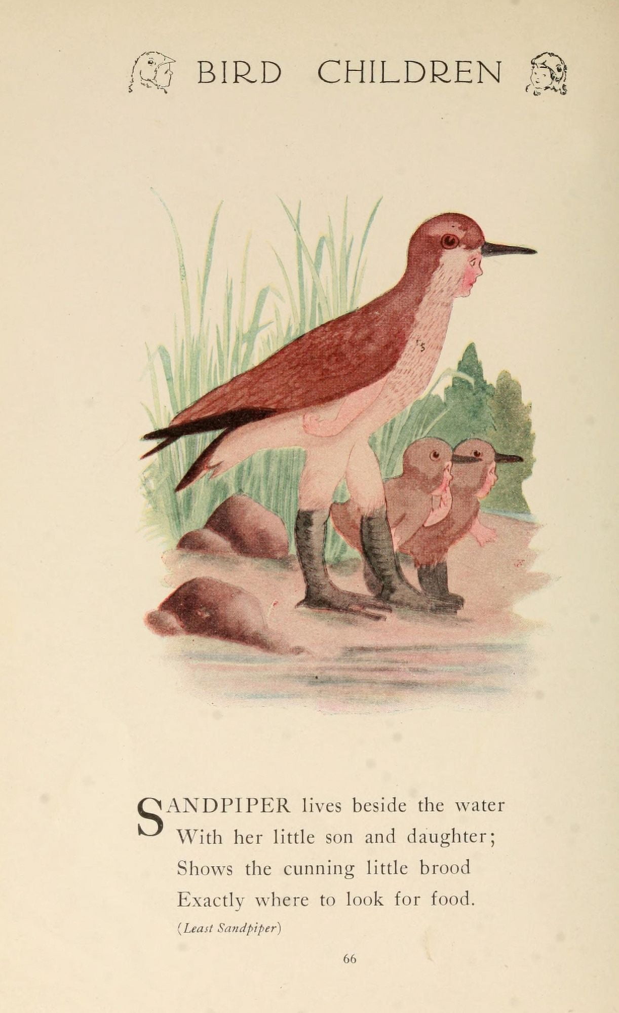 Bird Children 1912 Sandpiper Canvas Art - MT Ross (18 x 24)
