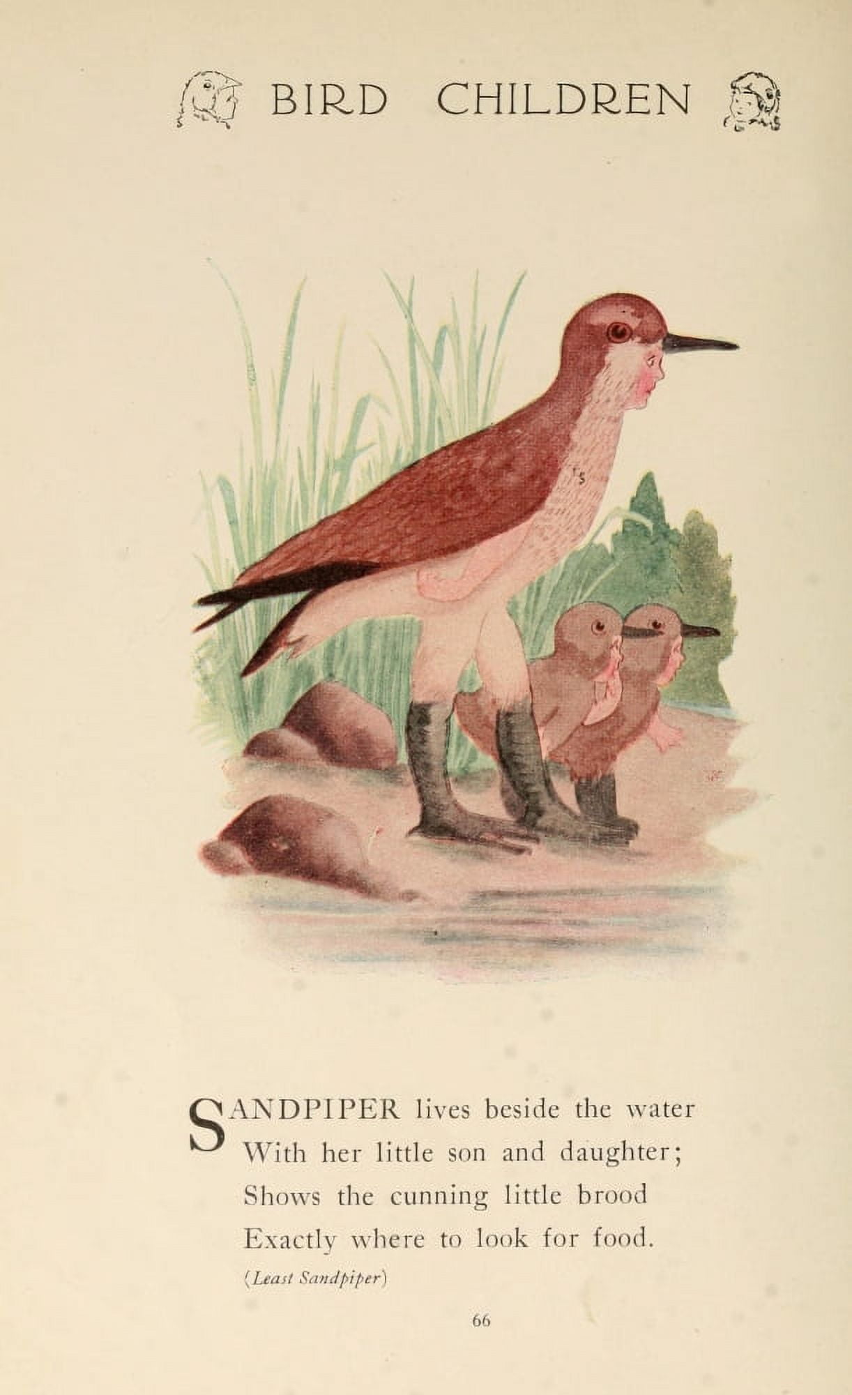 Bird Children 1912 Sandpiper Canvas Art - MT Ross (24 x 36)