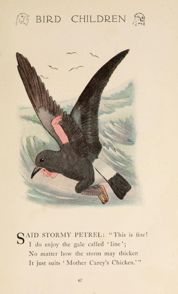 Bird Children 1912 Stormy Petrel Canvas Art - MT Ross (18 x 24)