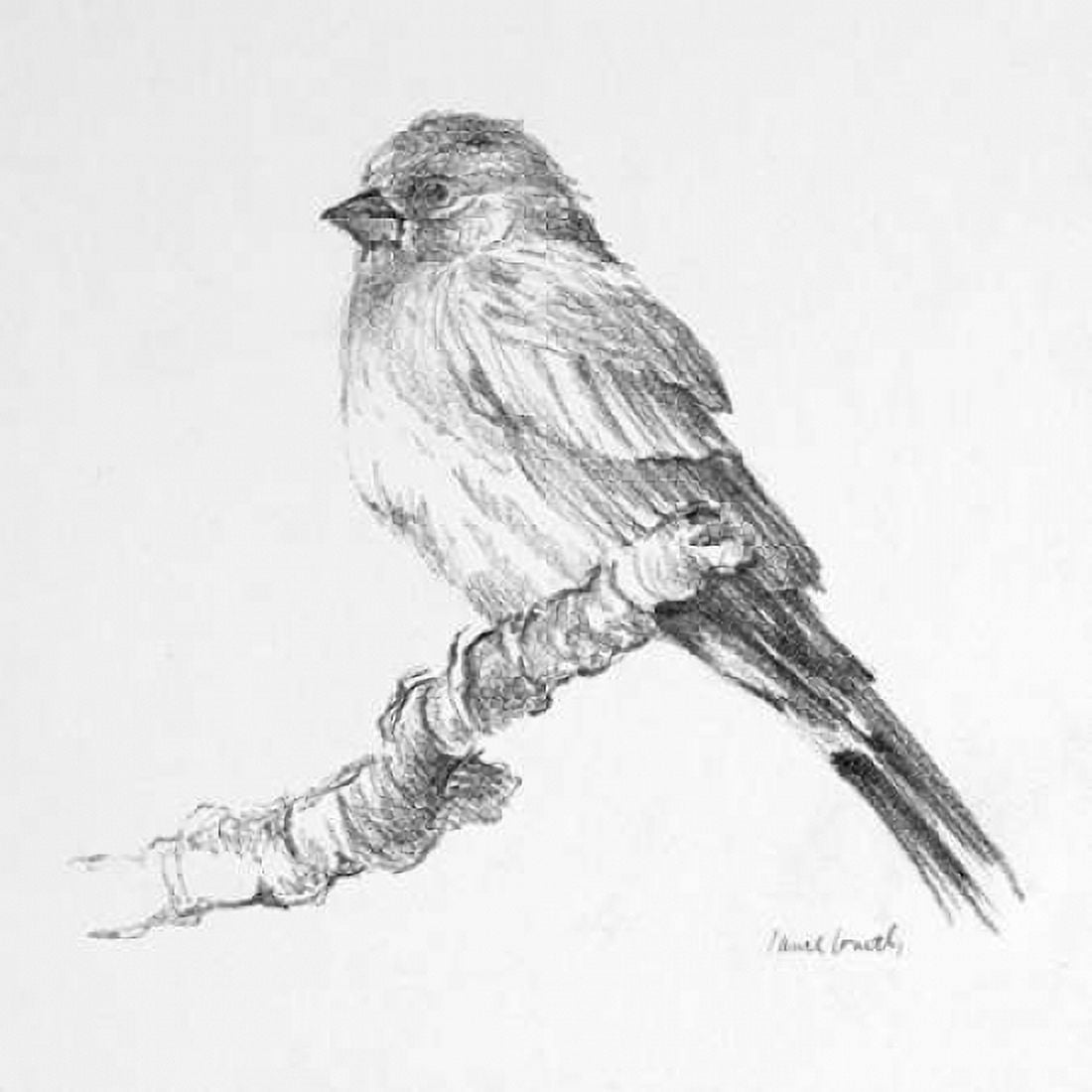 Bird Drawing I Canvas Art - Lanie Loreth (24 x 24)