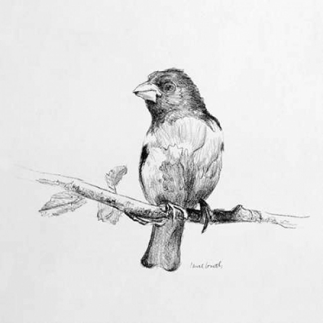 Bird Drawing IV Canvas Art - Lanie Loreth (24 x 24)