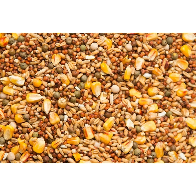 Bird Food, Grains with Yellow Corn, Economy 11 with SYC 50 lb bag