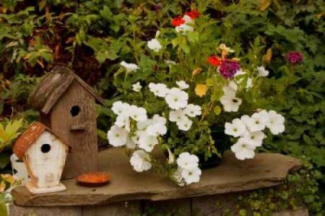 Bird House II Canvas Art - Philip Clayton-Thompson (24 x 36)