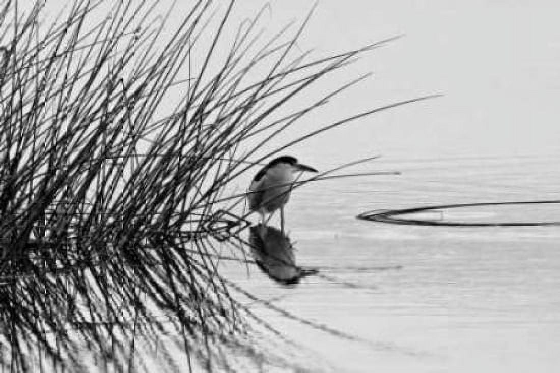 Bird I Canvas Art - Lee Peterson (24 x 36)