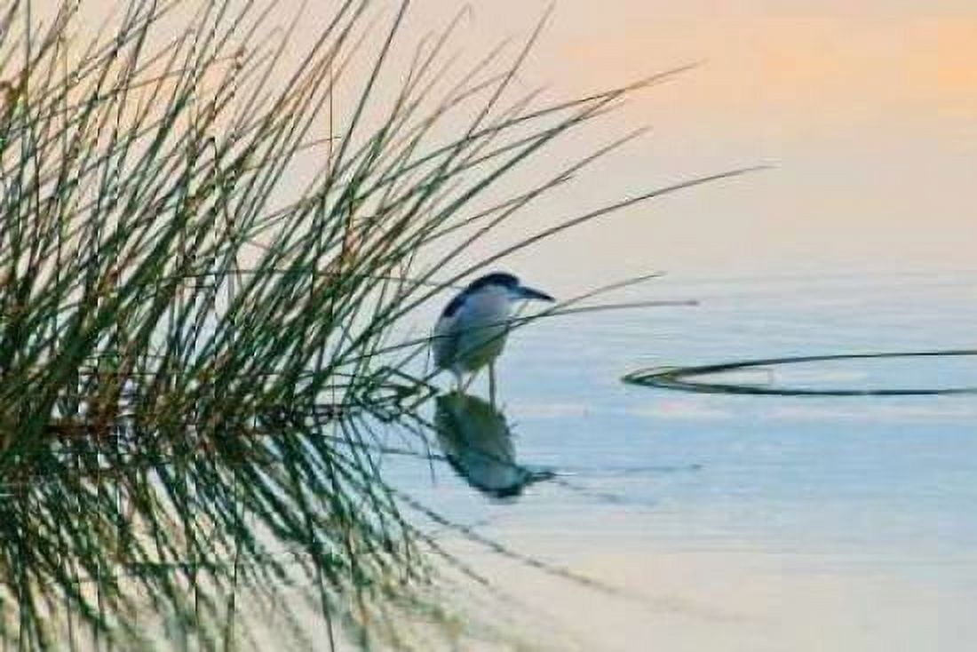Bird II Canvas Art - Lee Peterson (24 x 36)