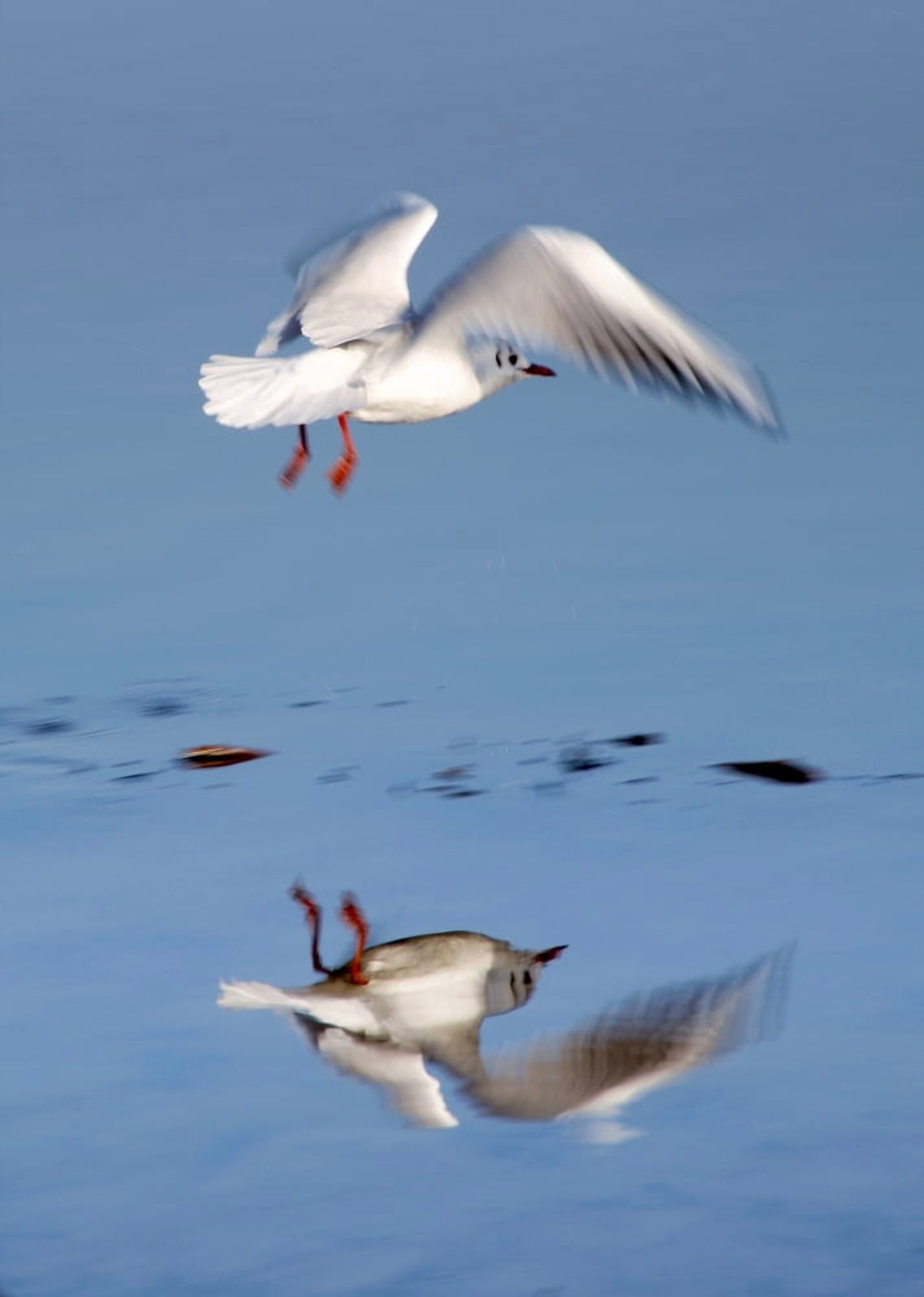 Bird Landing Canvas Art - John Short Design Pics (24 x 34)
