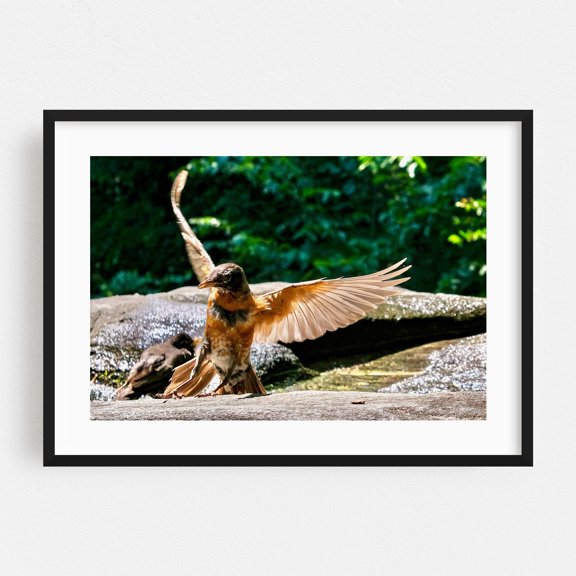Bird Landing on Rock - Manhattan New York Photography Bird Nature Wildlife Scenic Forest Summer Waterfall Black Framed Wall Art Print 5 x 7 inches