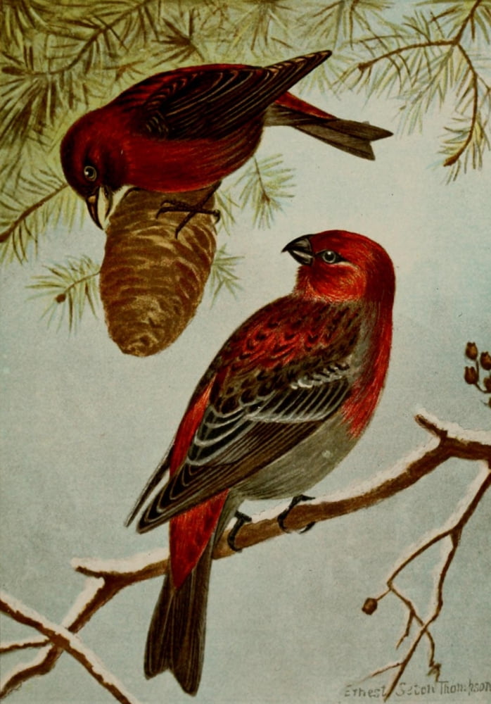 Bird Life 1901 Am Crossbill & Grosbeak Canvas Art - Ernest T Seton (18 x 24)