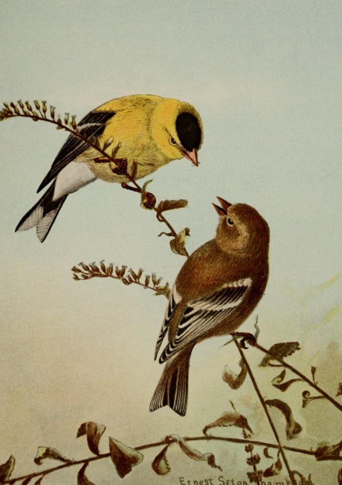 Bird Life 1901 American Goldfinch Canvas Art - Ernest T Seton (18 x 24)