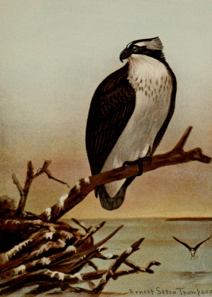 Bird Life 1901 American Osprey Canvas Art - Ernest T Seton (24 x 36)