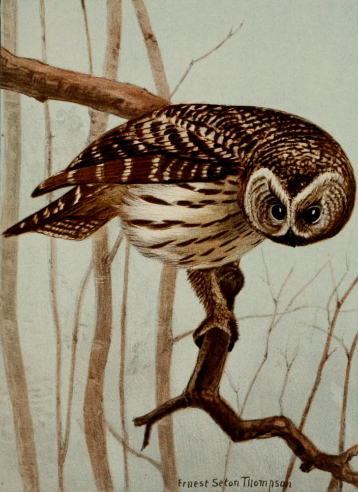 Bird Life 1901 Barred Owl Canvas Art - Ernest T Seton (24 x 36)