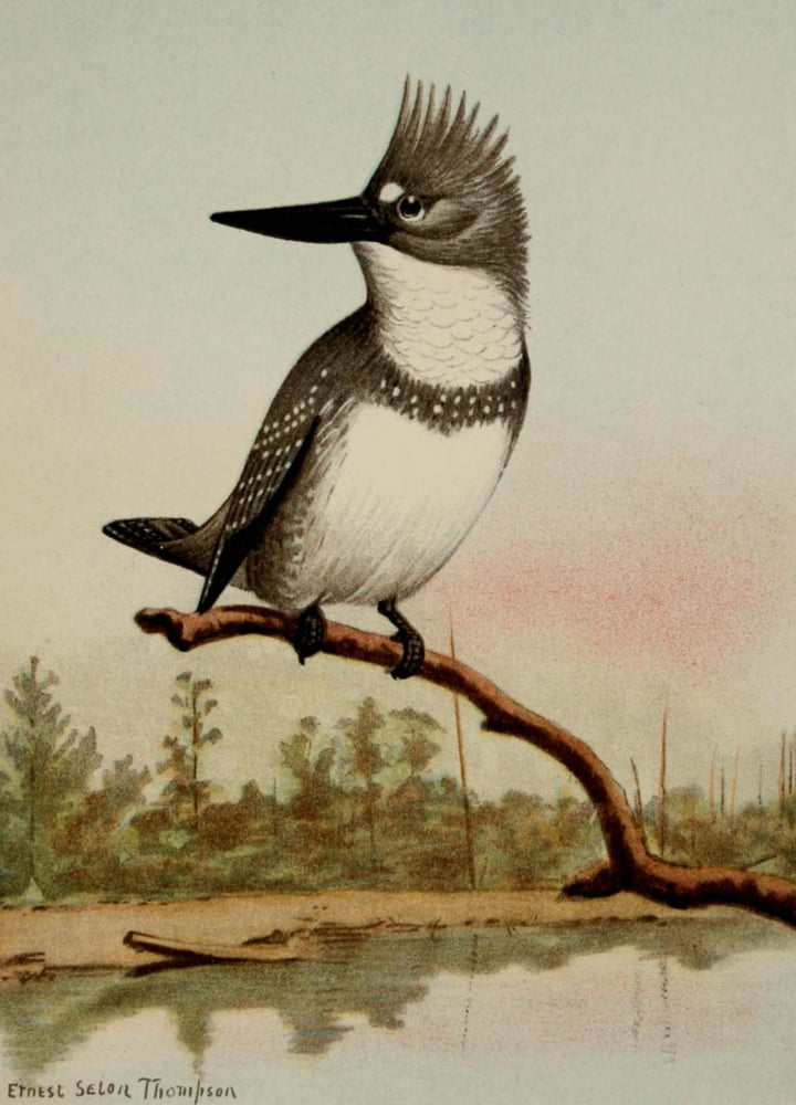 Bird Life 1901 Belted Kingfisher Canvas Art - Ernest T Seton (18 x 24)