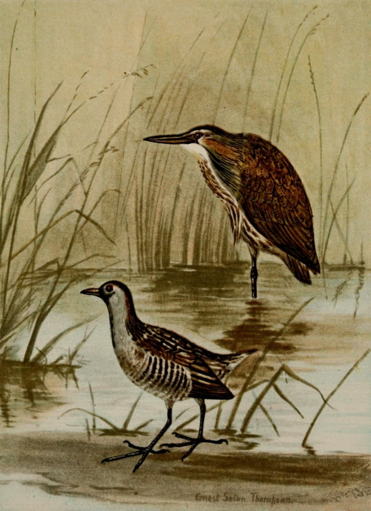 Bird Life 1901 Bittern & Sora Canvas Art - Ernest T Seton (18 x 24)
