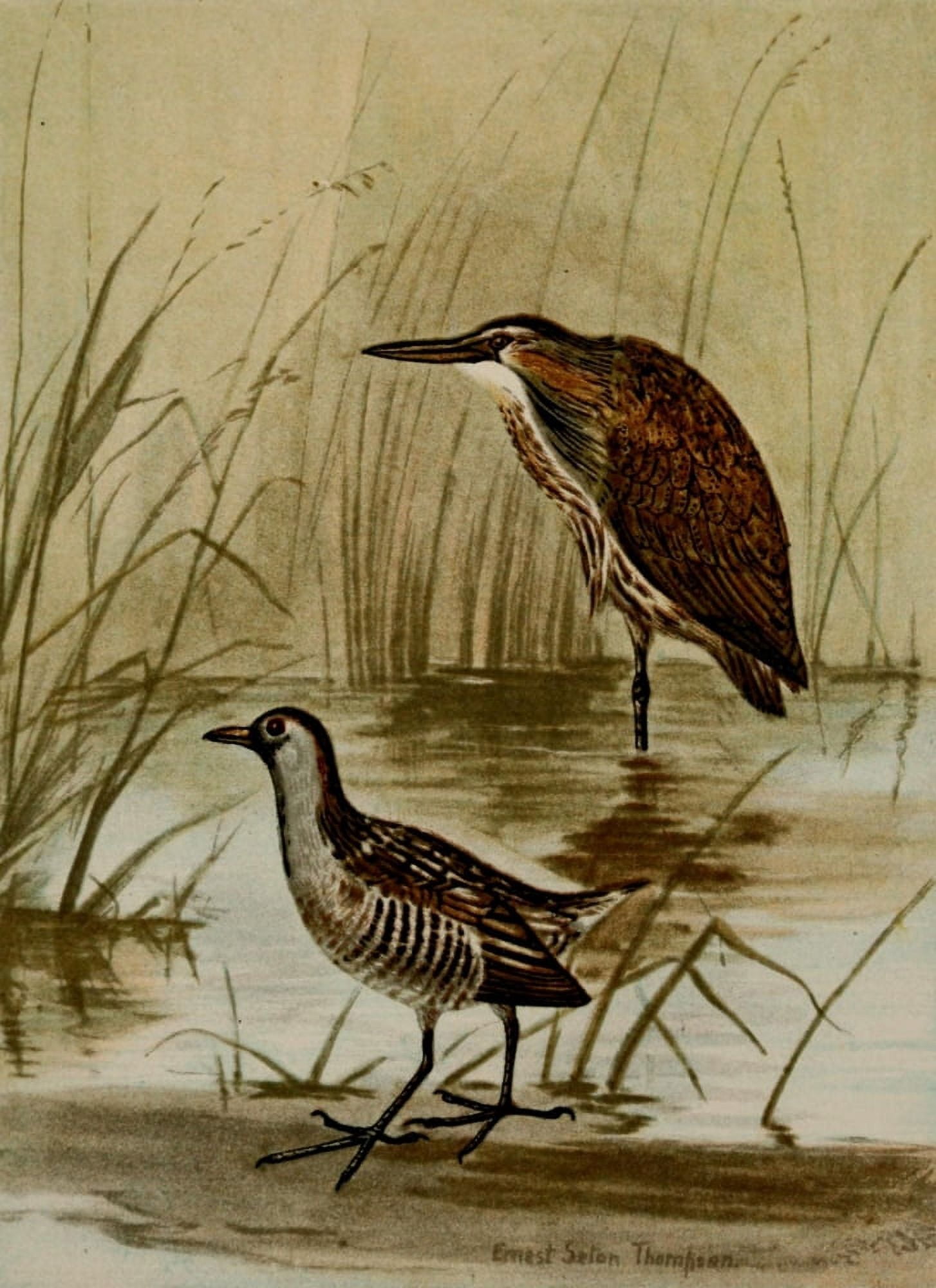 Bird Life 1901 Bittern & Sora Canvas Art - Ernest T Seton (24 x 36)