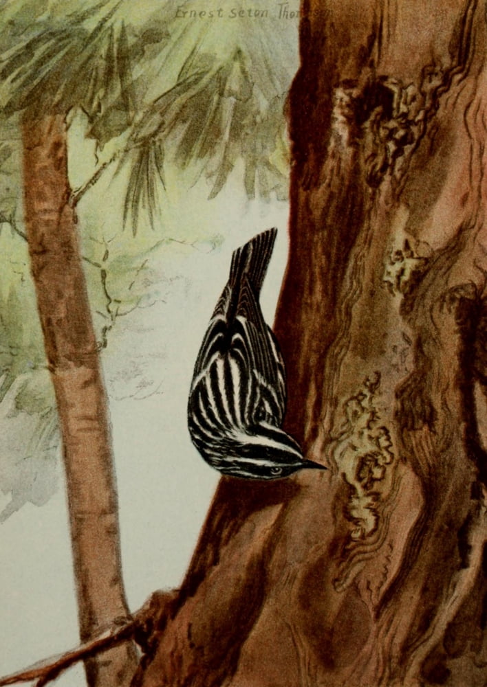 Bird Life 1901 Black & White Warbler Canvas Art - Ernest T Seton (24 x 36)