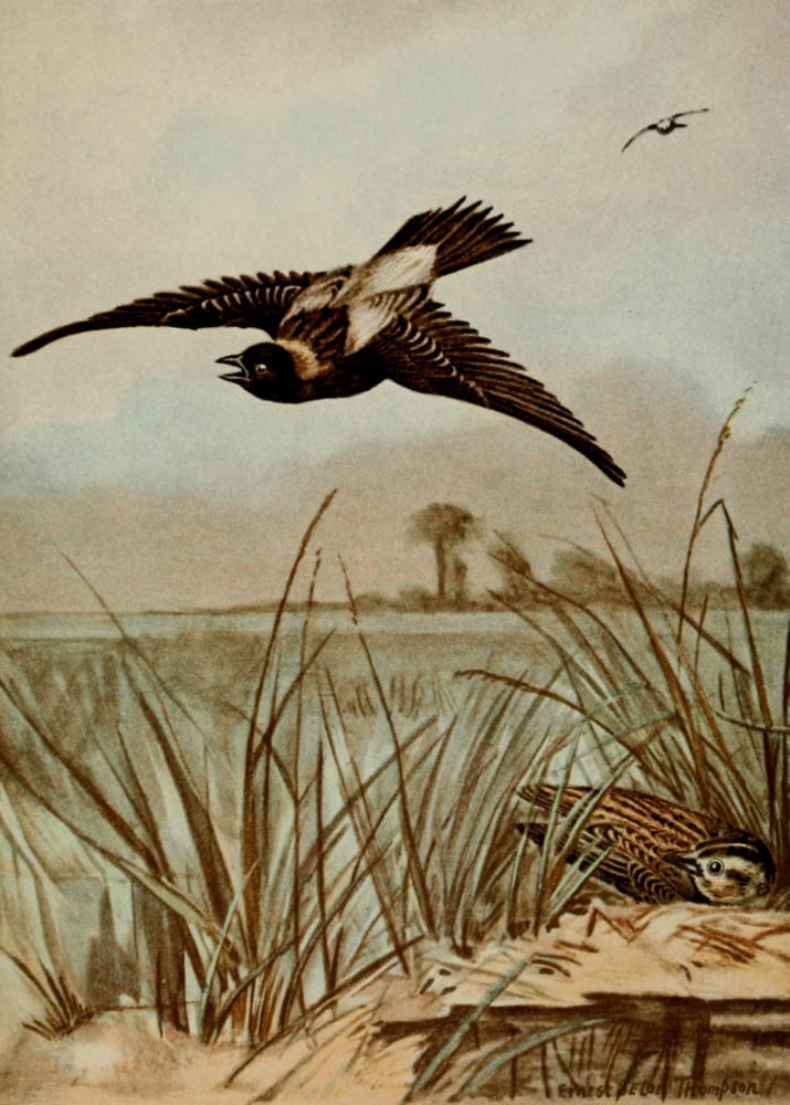 Bird Life 1901 Bobolink Canvas Art - Ernest T Seton (18 x 24)