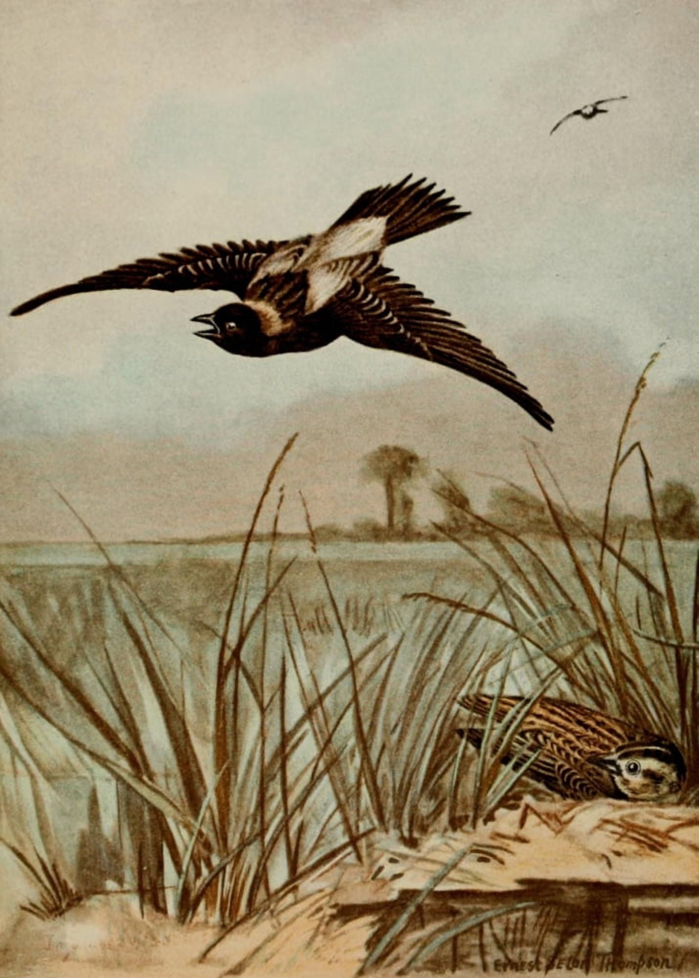Bird Life 1901 Bobolink Canvas Art - Ernest T Seton (24 x 36)