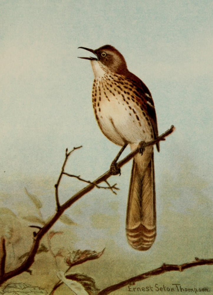 Bird Life 1901 Brown Thrasher Canvas Art - Ernest T Seton (24 x 36)