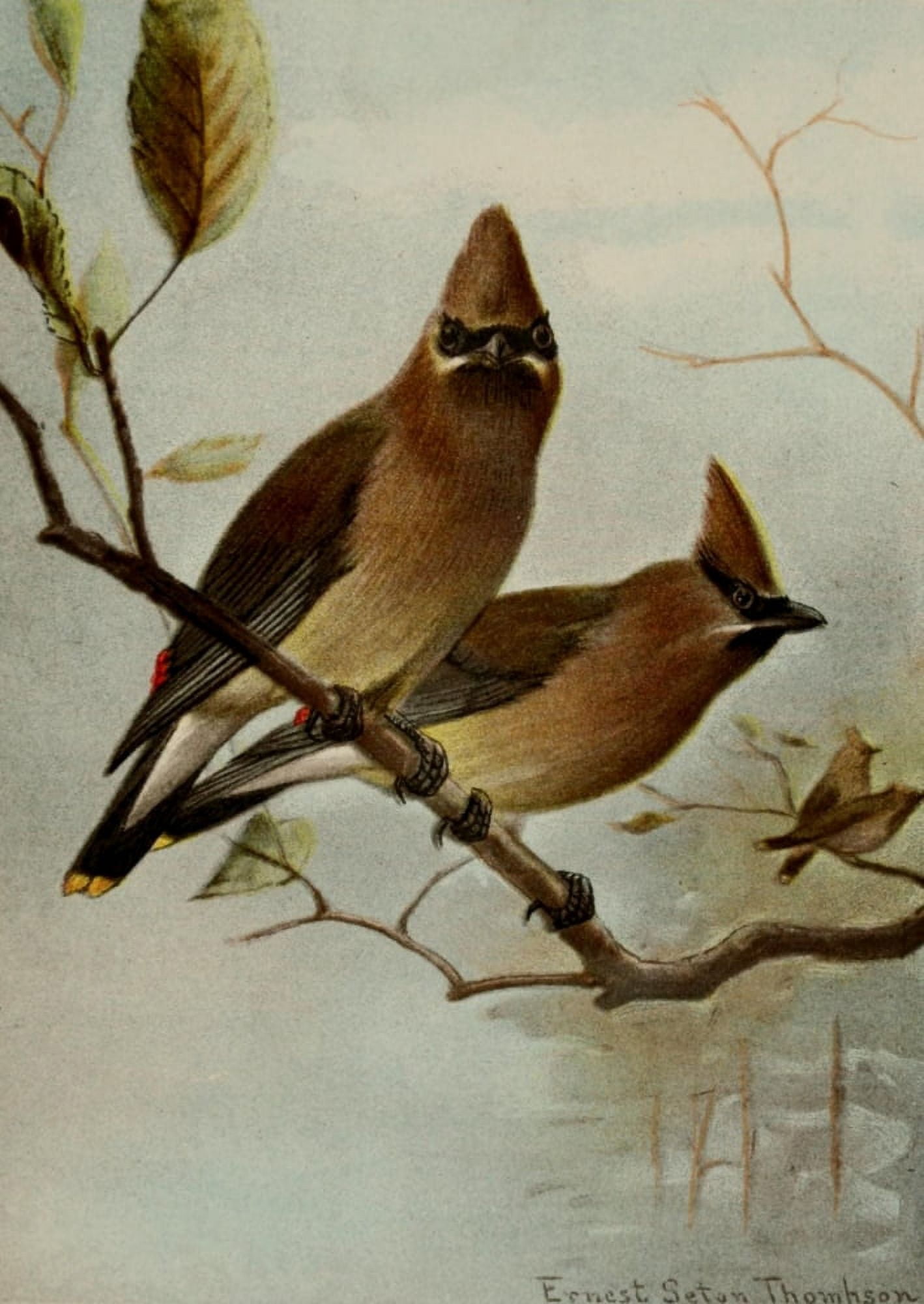 Bird Life 1901 Cedar Waxwing Canvas Art - Ernest T Seton (24 x 36)