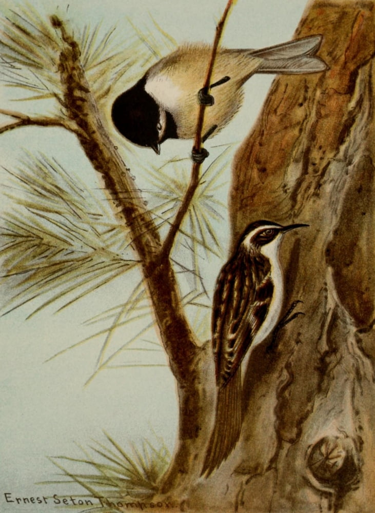 Bird Life 1901 Chickadee & Brown Creeper Canvas Art - Ernest T Seton (18 x 24)
