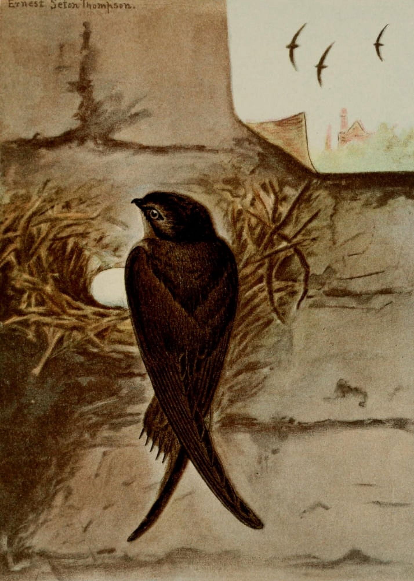 Bird Life 1901 Chimney Swift Canvas Art - Ernest T Seton (24 x 36)