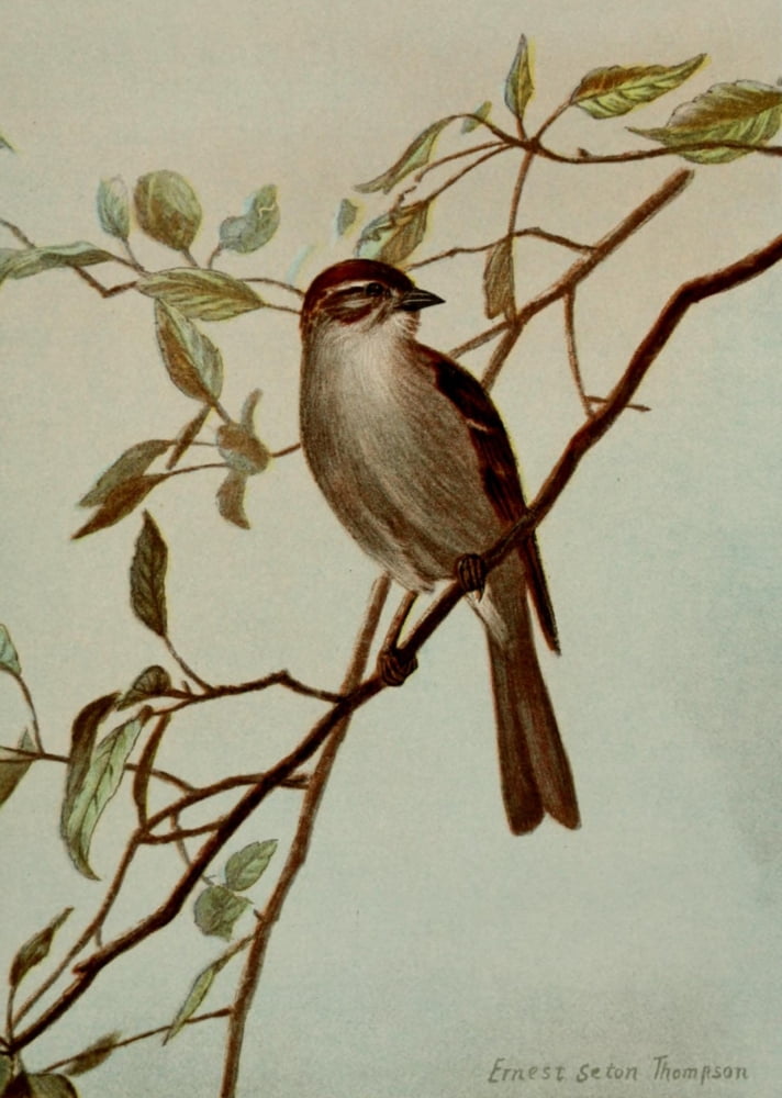 Bird Life 1901 Chipping Sparrow Canvas Art - Ernest T Seton (24 x 36)