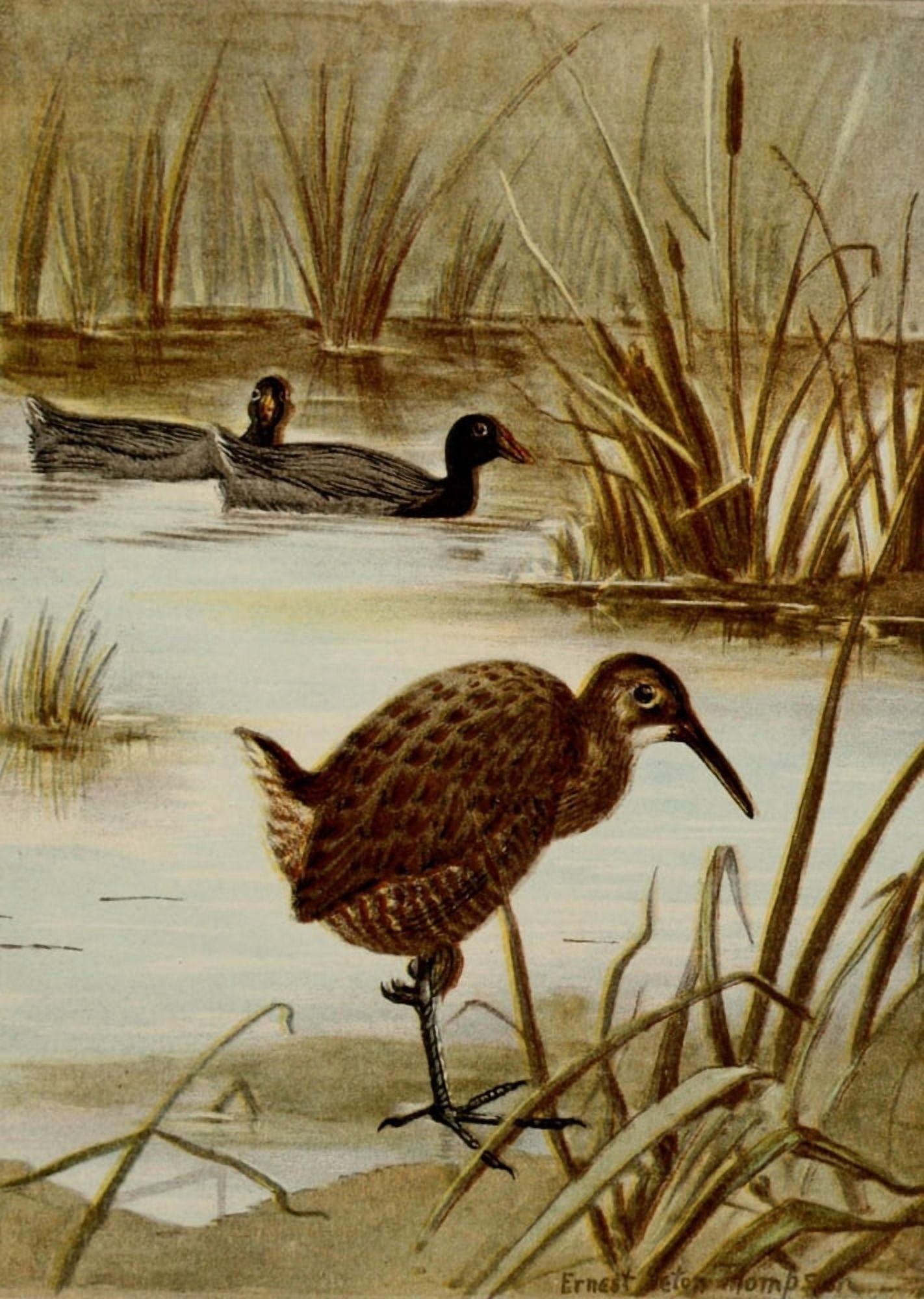 Bird Life 1901 Coot & Clapper Rail Canvas Art - Ernest T Seton (18 x 24)