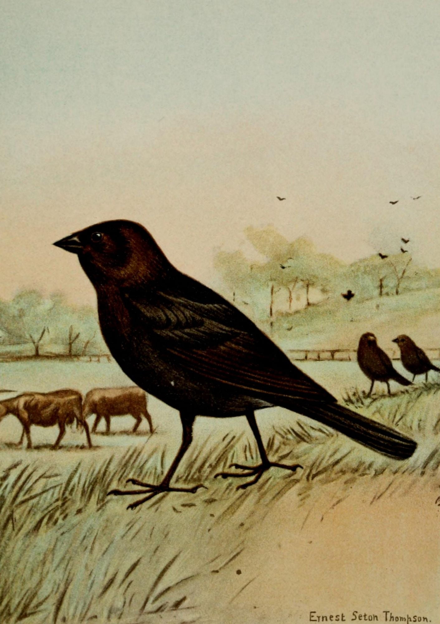 Bird Life 1901 Cowbird Canvas Art - Ernest T Seton (24 x 36)