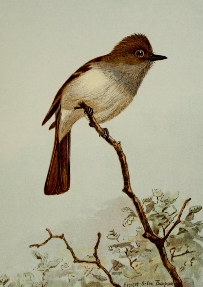 Bird Life 1901 Crested Flycatcher Canvas Art - Ernest T Seton (24 x 36)