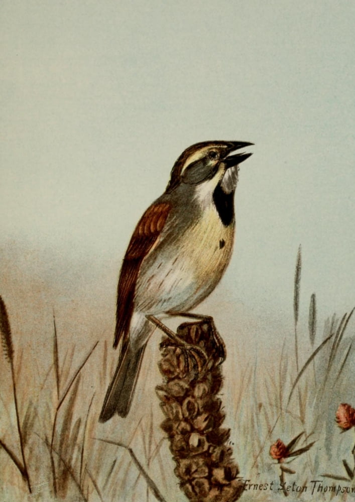 Bird Life 1901 Dickcissel Canvas Art - Ernest T Seton (18 x 24)