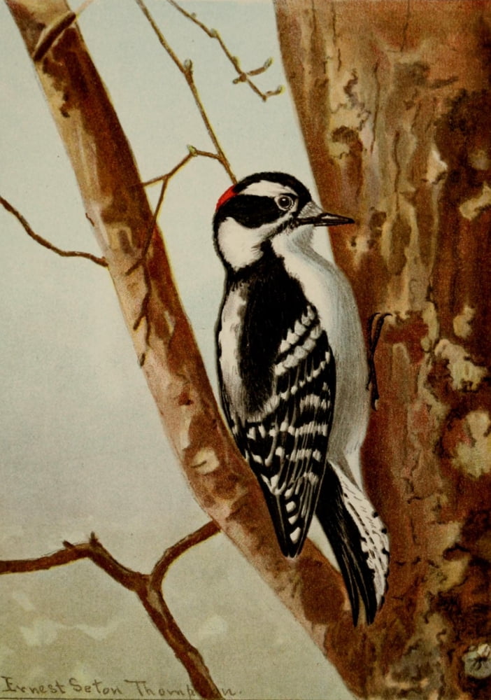 Bird Life 1901 Downy Woodpecker Canvas Art - Ernest T Seton (24 x 36)