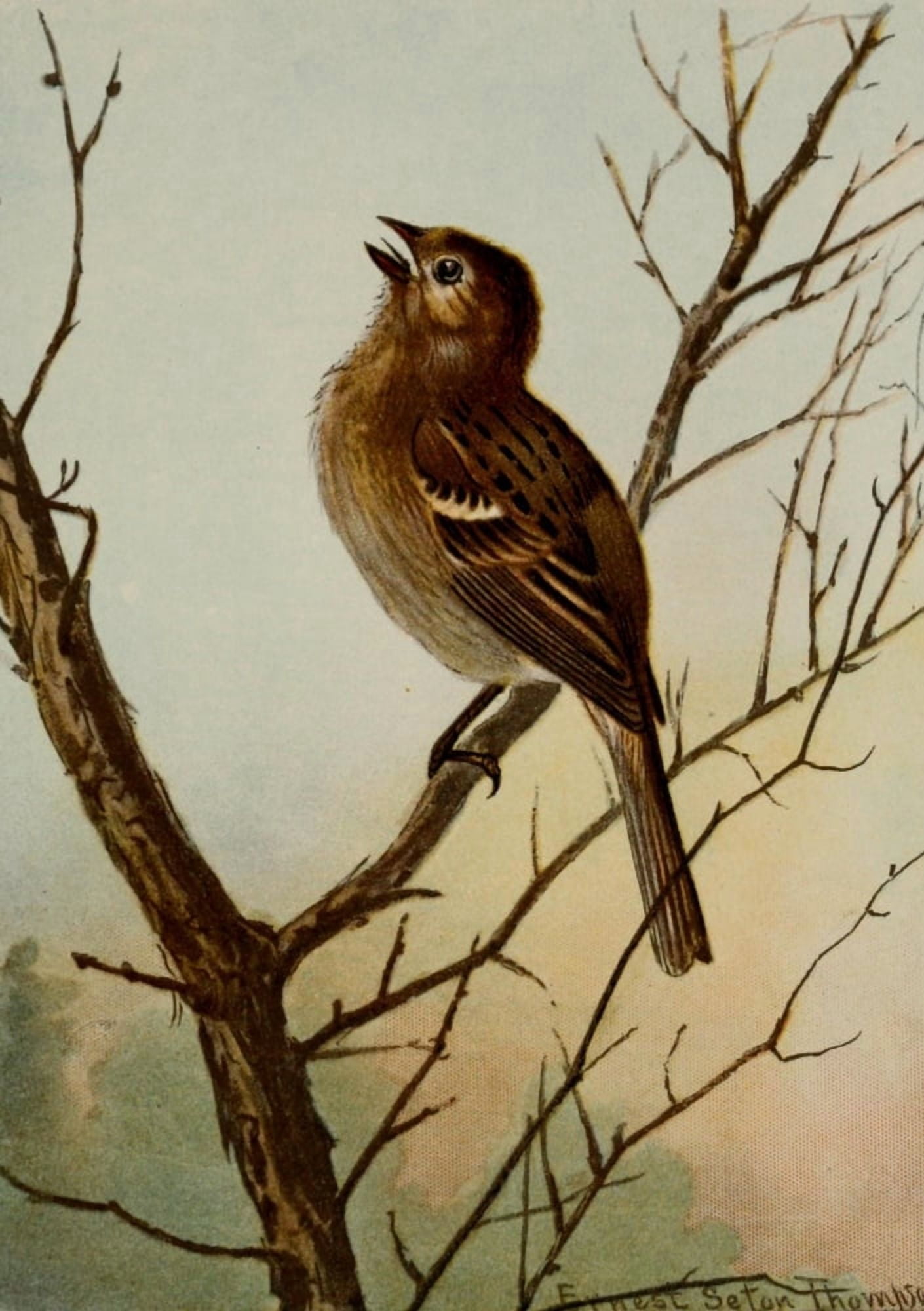 Bird Life 1901 Field Sparrow Canvas Art - Ernest T Seton (18 x 24)