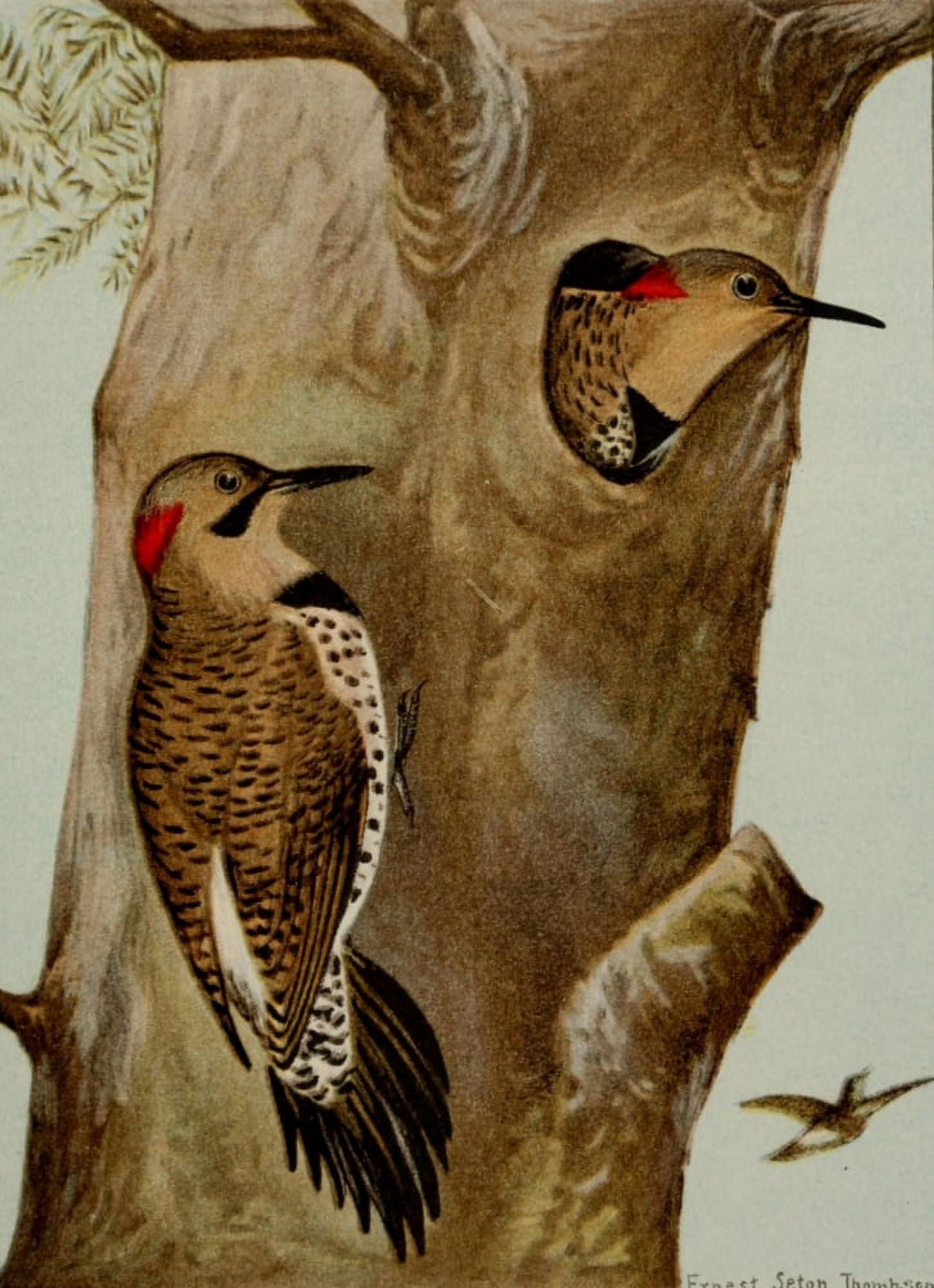 Bird Life 1901 Flicker Canvas Art - Ernest T Seton (18 x 24)